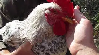 Отдаем петуха.Слезы на глазах.