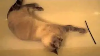 Lizzy, the tumbling cat