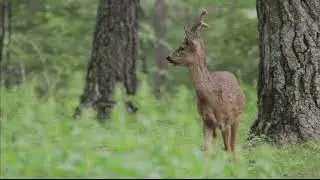 El corzo (Capreolus capreolus)