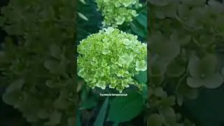 гортензія Лайм Лайт у моєму саду.