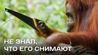 Как снимают редкие кадры животных. Шпионы в дикой природе