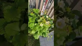 Хвастаюсь урожаем. Правда кустики в магазине покупали )