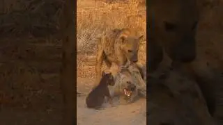 Baby hyena #babyanimals #wildlife #shorts #shortsfeeds #animalshorts