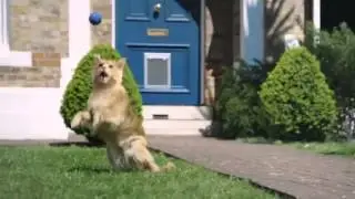 КОТ - КОТОРЫЙ ХОТЕЛ СТАТЬ СОБАКОЙ