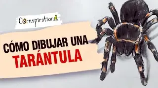 How to Draw a Tarantula 🕸 Step by Step