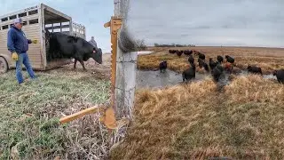 Bringing My Cows Home