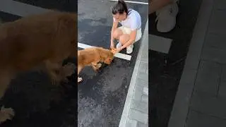 Кормим бездомных собак 