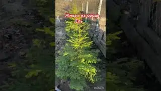 Живая изгородь из Ели обыкновенной #shorts #ель #беларусь