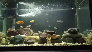 Small AFRICAN CICHLIDS