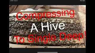 Beekeeping:  Compress to Single Deep!