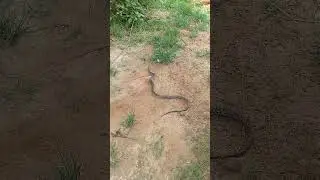 local Snake