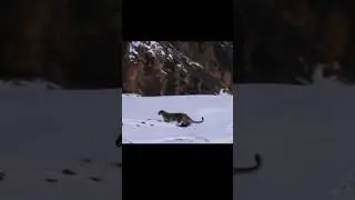 Снежный Барс против Горного Козла 