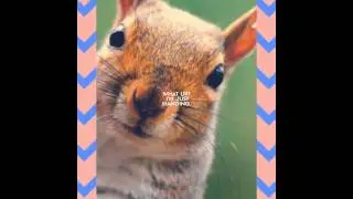 Little Squirrel Animated Animals