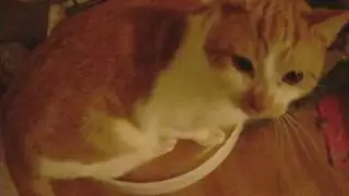 Rascal The Cat-