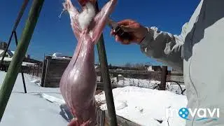 Освежевание