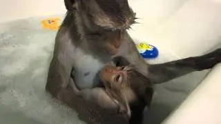 Купание обезьянок)