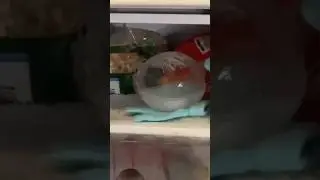 Заморозил мыльный пузырь