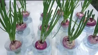 Cara Menamam Bawang Merah Dalam Botol Plastik | How To Grow Onion In Bottle