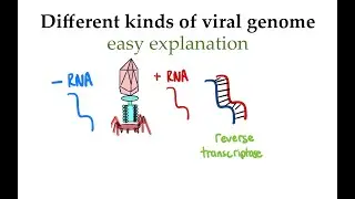 Different viral genome (+/-) RNA explained (#5)