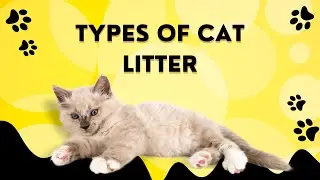 The Different Types And Uses Of Cat Litters