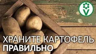 КАРТОФЕЛЬ ПРОЛЕЖИТ ГОРАЗДО ДОЛЬШЕ, если знать ЭТО! Хранение картофеля от А до Я