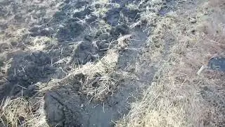 Озима пшениця, станом на 08,03,2023