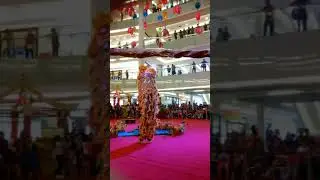 kontes baby barongsai kepala pria ekor wanita kakak beradik