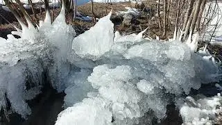 ЖИВАЯ  ПРИРОДА, ТАВИЛДАРА  СЕГОДНЯ.