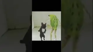 мой цветочек, мой милый ангелочек//•песня мем, лягушка и собака🤪