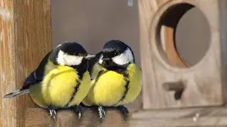 Кормушка  для синичек