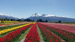 Campo de Tulipanes Trevelin Chubut Argentina