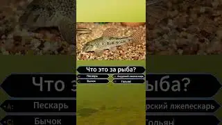 Who Wants to Be a Fisherman. Part 9