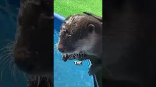 This otter was upset that the pool was frozen 🥺 