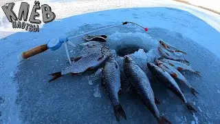 Попал на клёв Плотвы!