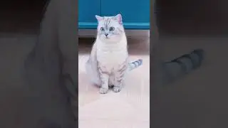 Не отпускайте их раньше времени на радугу.