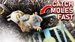How To Quickly and Easily Trap Moles In Your Lawn or Garden