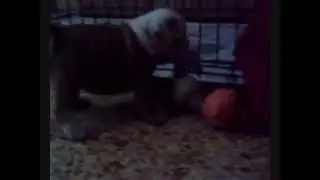 Troya x Escubi (48 dias)