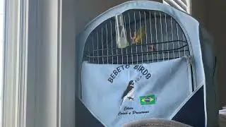 Green singer-Serinus mozambicus