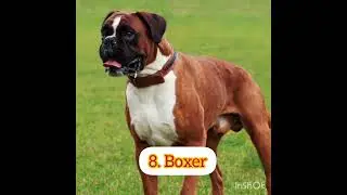 Top 10 Most Dangerous Dog In The World.🐕🌏 #top10 #dangerous #dog #world #shorts