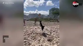 Border Collie Floki geht mit "Footvolley" viral