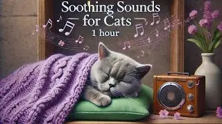 Gentle Tunes for Cats,🐾🎶💗 1 Hour of Calming Music to Comfort Feline Separation Anxiety
