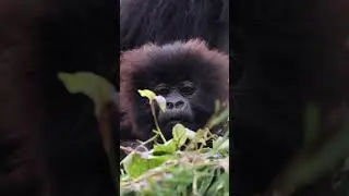 Gorilla Trekking in Rwanda
