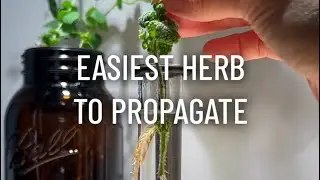 The Easiest Herb to Propagate