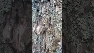 Крестьянин вверху над задумавшимся Василием 3 в шапке Мономаха на коне над народом внизу.