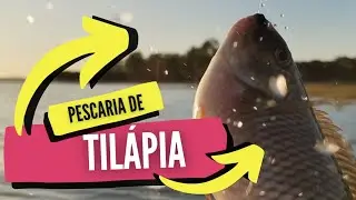 Pescaria de TILÁPIA no INVERNO com CAMARÃO
