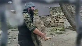 Сотрудник зашёл к Волкам 🐺 Парк Миниатюр 🌲