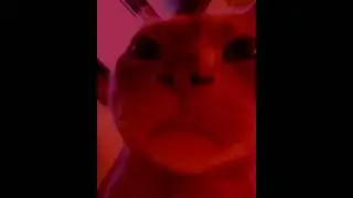 Cat Vibing To Two Time, I Love This