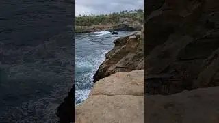 ikan kampret