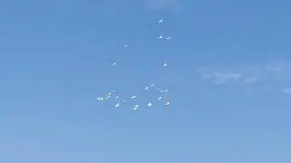 Журавли над Одессой