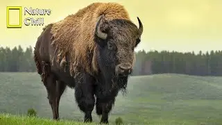 Story Of The American Bison | National Geographic Documentary 2023